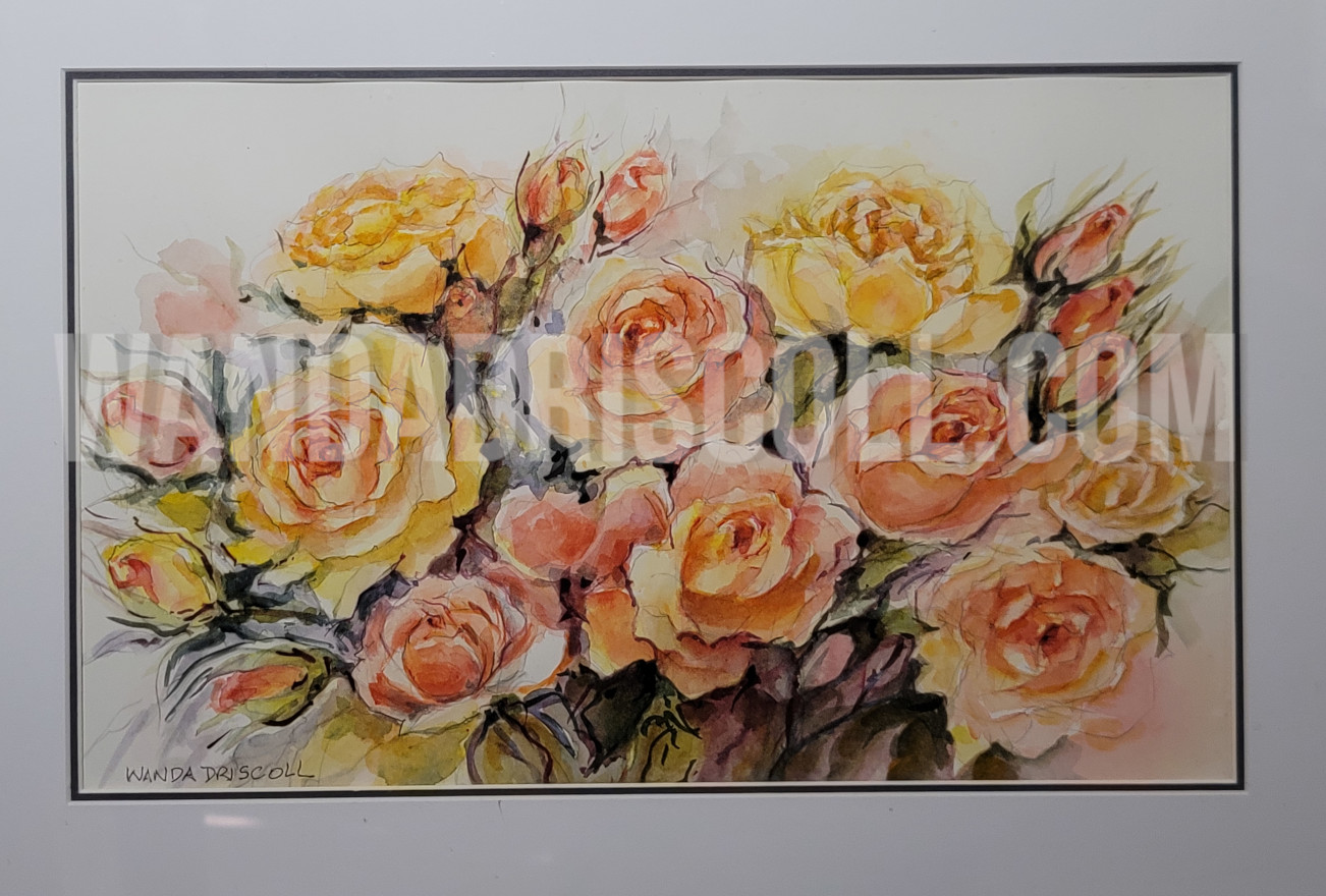 Apricot Roses